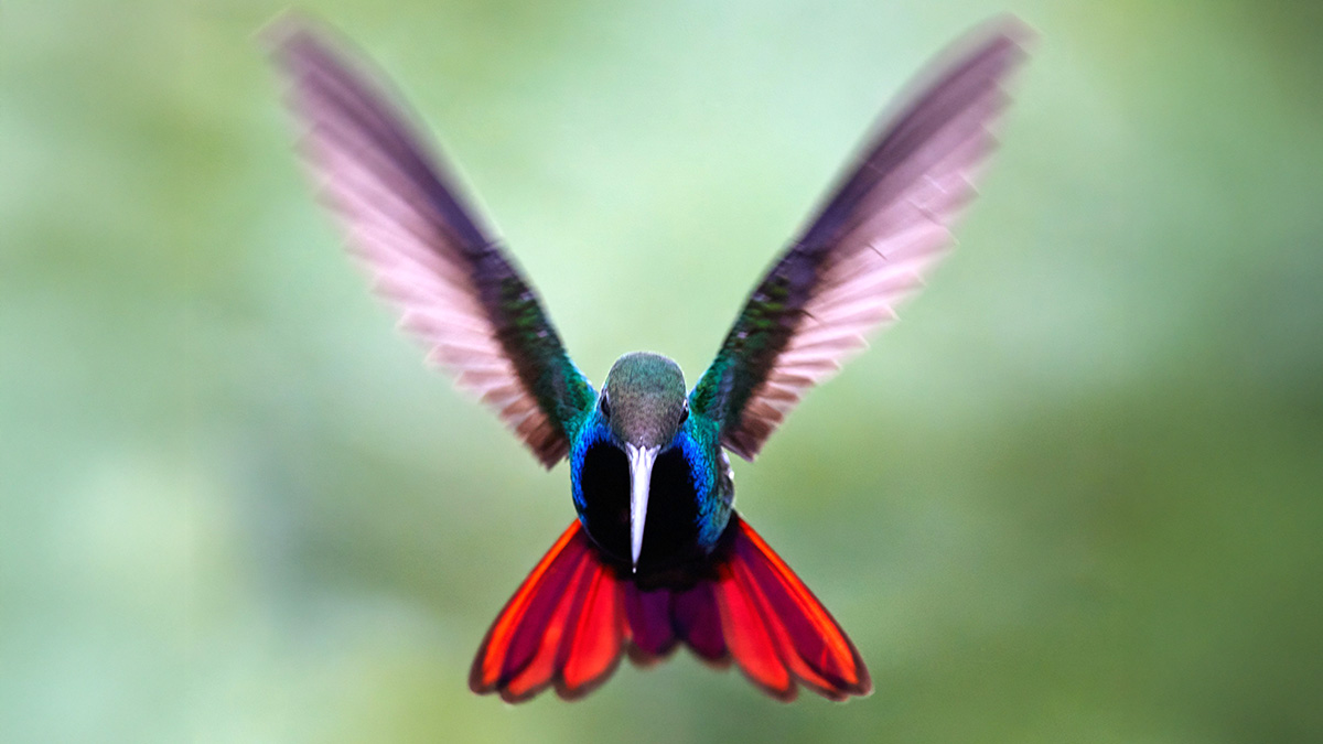 A hummingbird with shimmering blue-green feathers hovers in mid-air. Its wings are blurred in motion, spread upward, while its tail glows in bright red-orange pointing downward. The background is softly blurred in shades of green. It is about to land – just like our scanner solution autoscan in Ecuador.